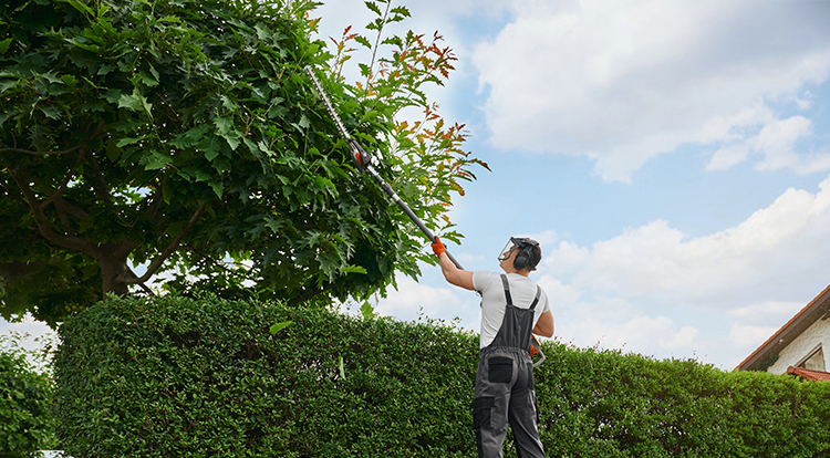 Tree Trimming