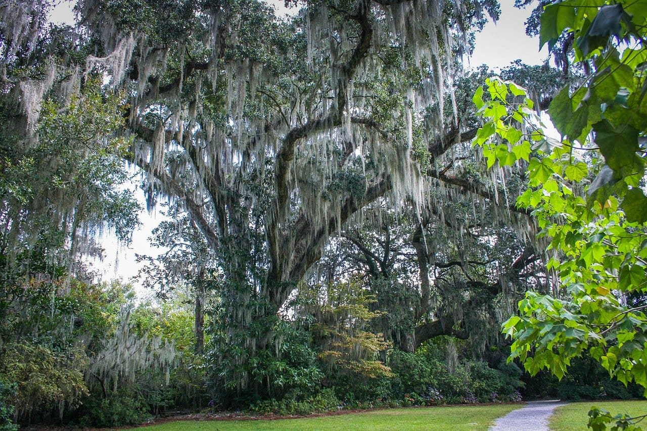 Spanish Moss Removal